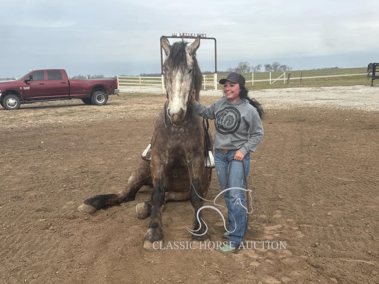 Draft Horse Gelding 5 years 17 hh Grey in Sheldon, MO