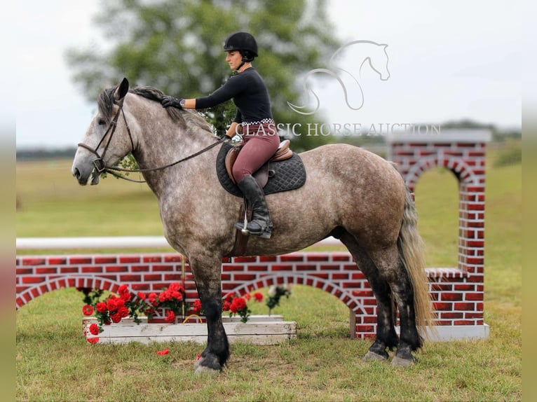 Draft Horse Gelding 5 years 17 hh Grey in Sheldon, MO