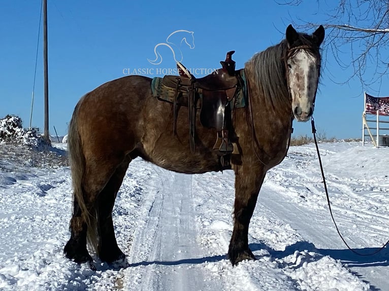 Draft Horse Gelding 5 years 17 hh Grey in Sheldon, MO