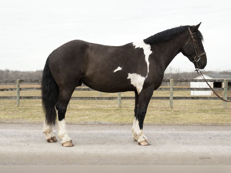 Draft Horse Mix Gelding 5 years 17 hh Pinto in Tuscarora