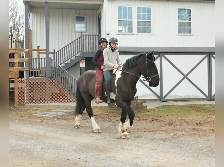 Draft Horse Mix Gelding 5 years 17 hh Pinto in Tuscarora