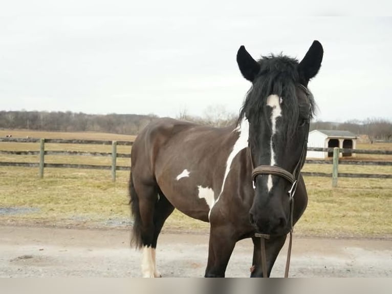 Draft Horse Mix Gelding 5 years 17 hh Pinto in Tuscarora