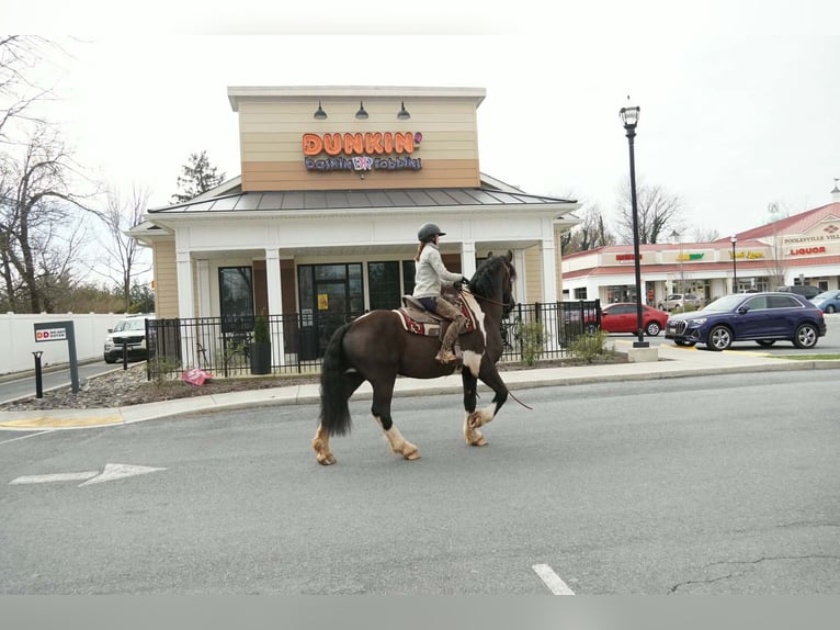 Draft Horse Mix Gelding 5 years 17 hh Pinto in Tuscarora