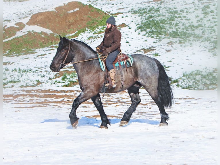 Draft Horse Mix Gelding 5 years 17 hh Roan-Blue in Millersburg