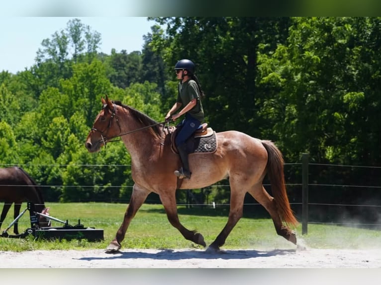 Draft Horse Mix Gelding 5 years 17 hh Roan-Red in Clover
