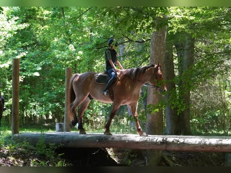Draft Horse Mix Gelding 5 years 17 hh Roan-Red in Clover