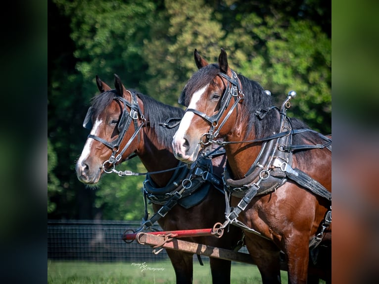 Draft Horse Mix Gelding 5 years Bay in Greenfield