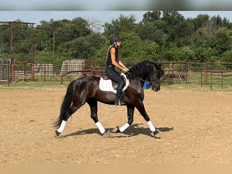 Draft Horse Mix Gelding 5 years Black in Weatherford