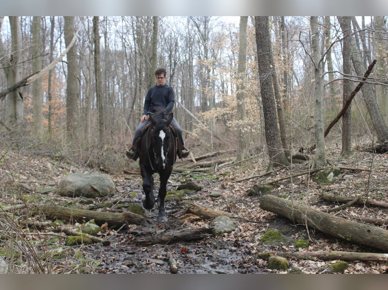 Draft Horse Mix Gelding 5 years Black in Millersburg