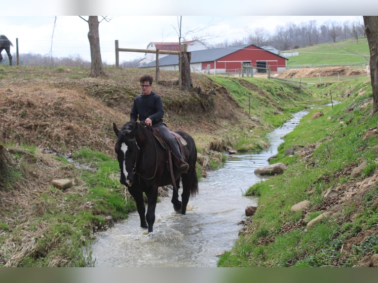 Draft Horse Mix Gelding 5 years Black in Millersburg