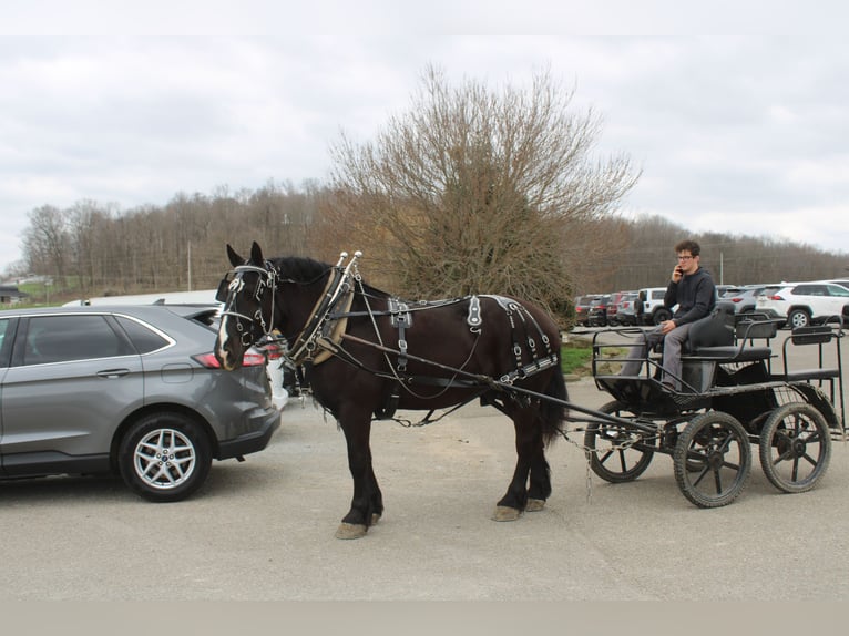 Draft Horse Mix Gelding 5 years Black in Millersburg