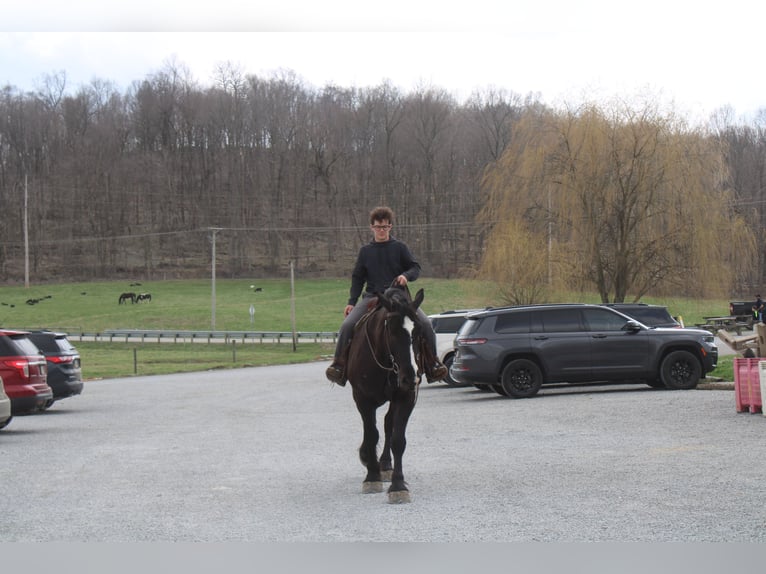 Draft Horse Mix Gelding 5 years Black in Millersburg