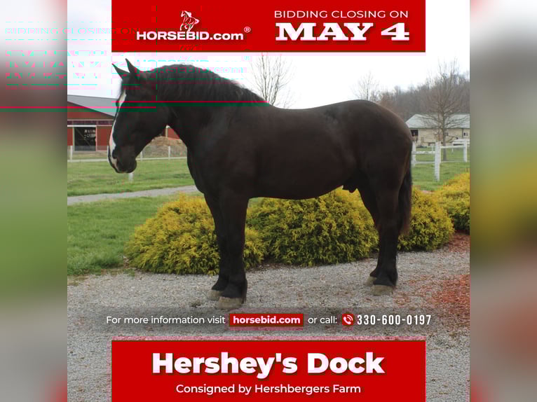 Draft Horse Mix Gelding 5 years Black in Millersburg