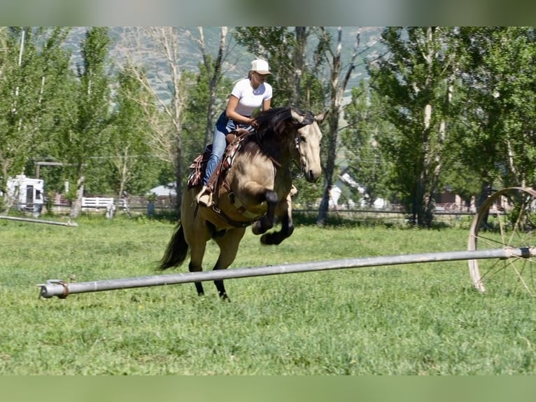 Draft Horse Mix Gelding 5 years Buckskin in Heber City