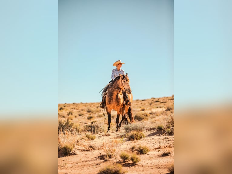Draft Horse Mix Gelding 5 years Buckskin in Heber City