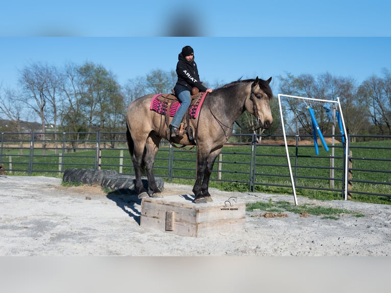 Draft Horse Mix Gelding 5 years Buckskin in Fredericksburg, OH