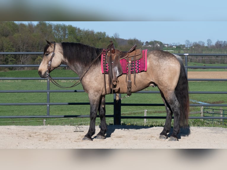 Draft Horse Mix Gelding 5 years Buckskin in Fredericksburg, OH