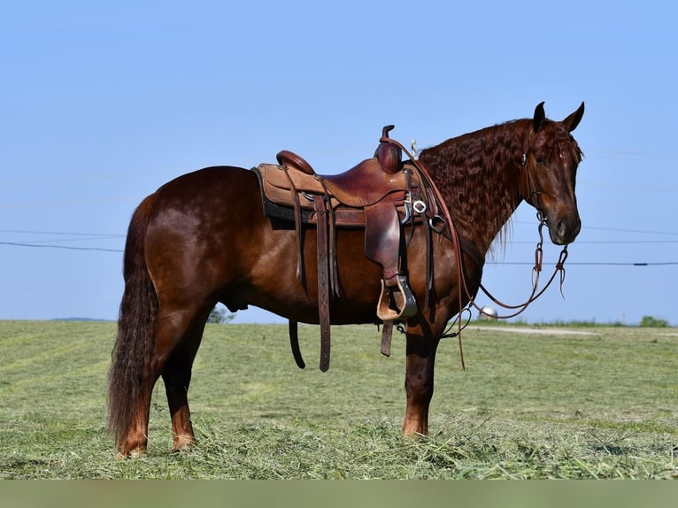 Draft Horse Mix Gelding 5 years Chestnut in Rebersburg, PA
