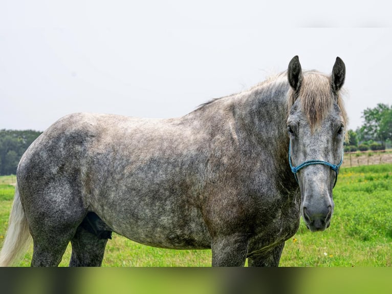 Draft Horse Gelding 5 years Gray in Kaufman, TX