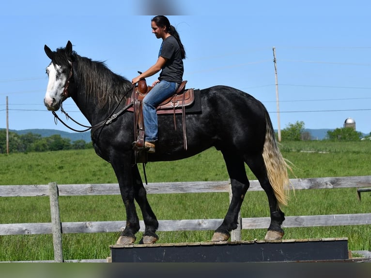Draft Horse Mix Gelding 5 years Gray in Rebersburg, PA