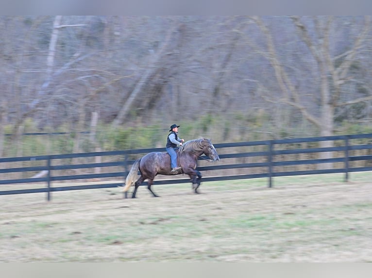 Draft Horse Mix Gelding 5 years Grey in Fairbank, IA