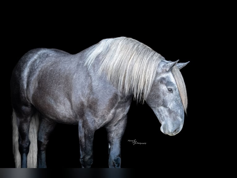 Draft Horse Mix Gelding 5 years Grey in Fairbank, IA