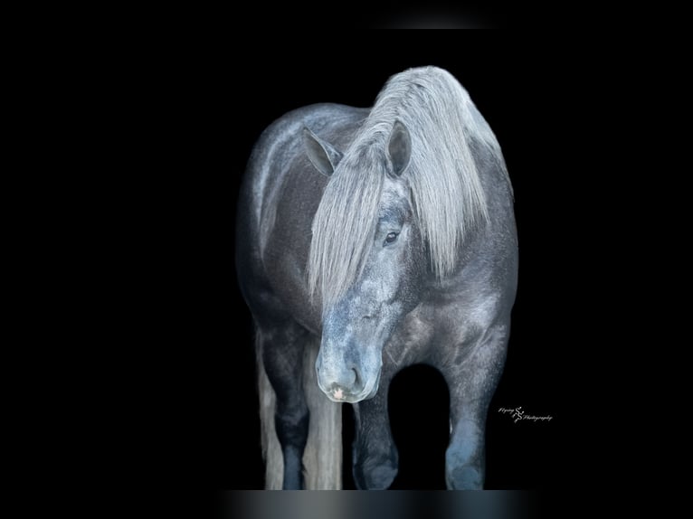 Draft Horse Mix Gelding 5 years Grey in Fairbank, IA