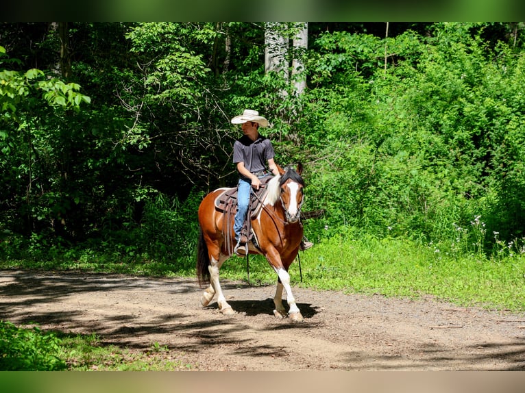 Draft Horse Mix Gelding 5 years Pinto in Needmore