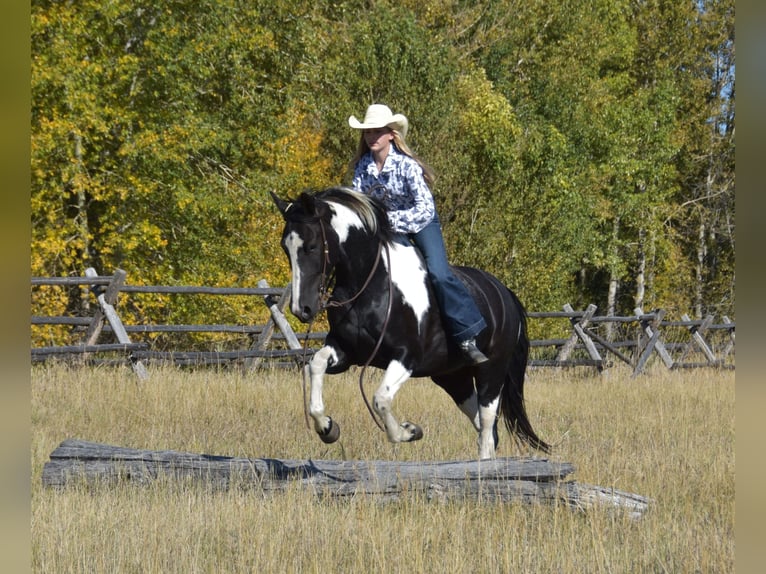 Draft Horse Mix Gelding 5 years Pinto in Bozeman