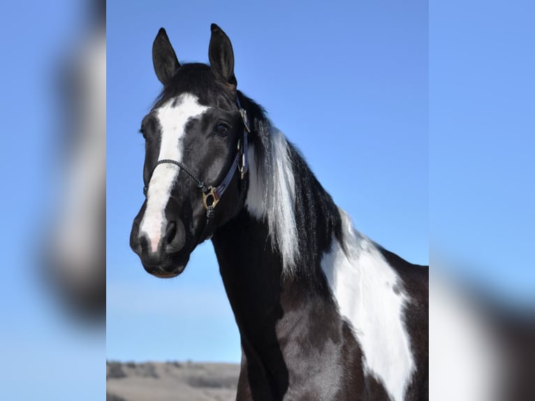 Draft Horse Mix Gelding 5 years Pinto in Bozeman