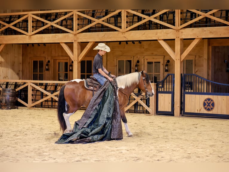 Draft Horse Mix Gelding 5 years Pinto in Needmore