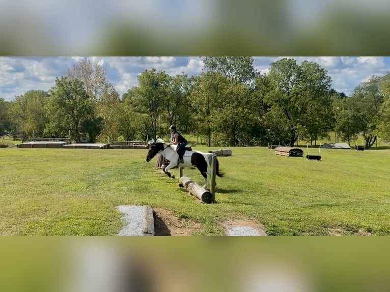Draft Horse Gelding 5 years Pinto in Gap