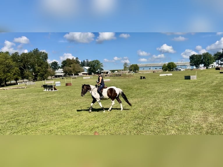 Draft Horse Gelding 5 years Pinto in Gap