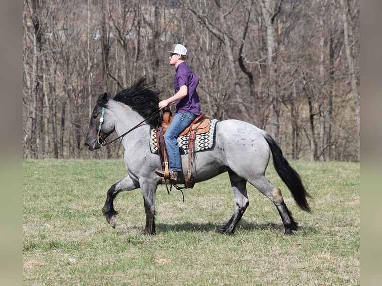 Draft Horse Gelding 5 years Roan-Blue in Mount Vernon