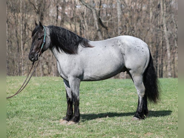 Draft Horse Gelding 5 years Roan-Blue in Mount Vernon