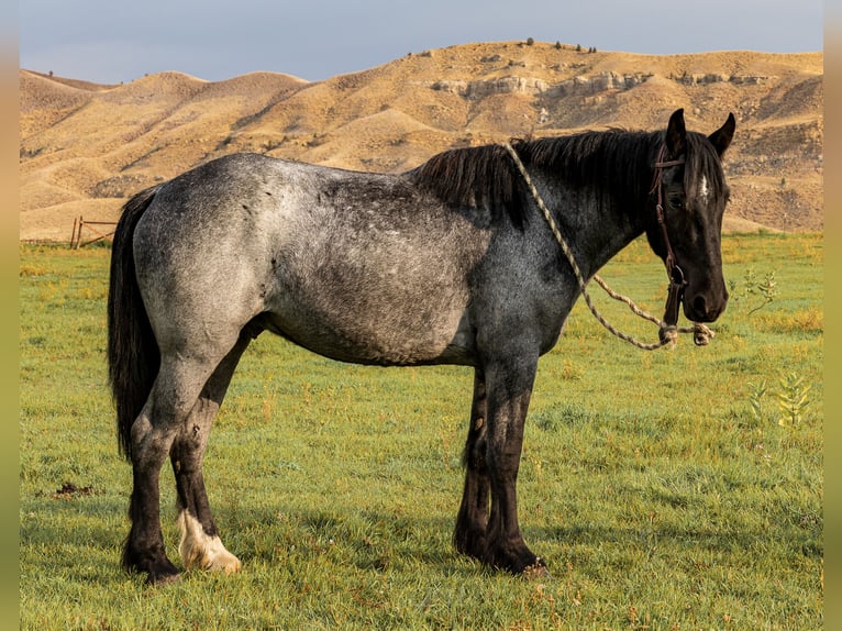 Draft Horse Mix Gelding 5 years Roan-Blue in Meeteetse