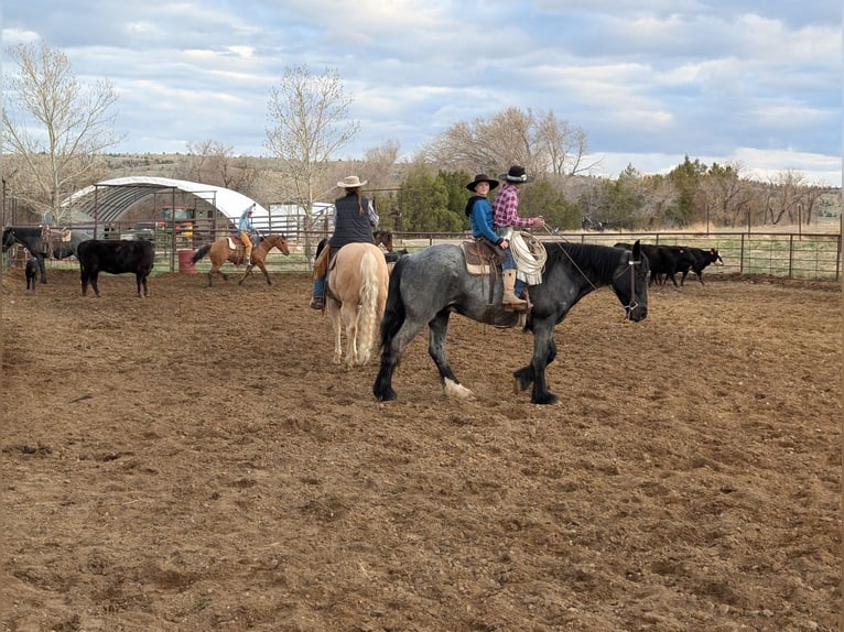 Draft Horse Mix Gelding 5 years Roan-Blue in Meeteetse