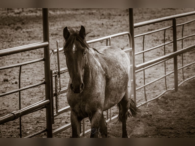 Draft Horse Mix Gelding 5 years Roan-Blue in Meeteetse