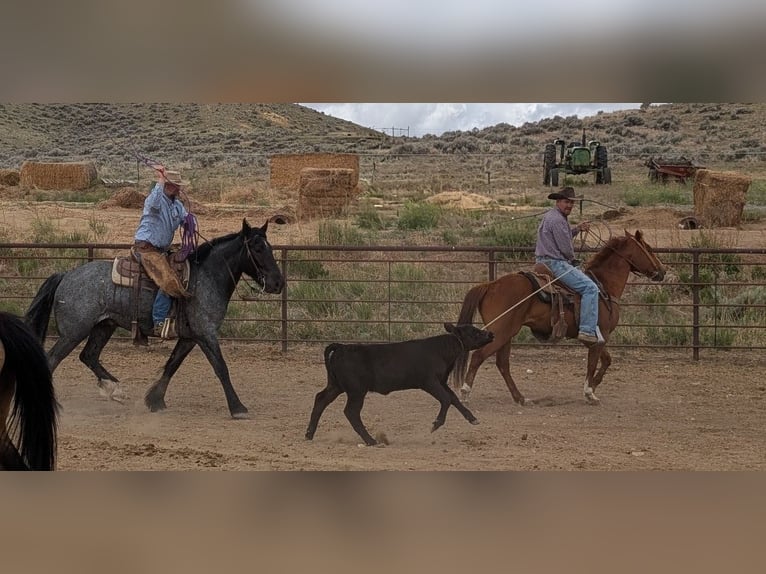 Draft Horse Mix Gelding 5 years Roan-Blue in Meeteetse