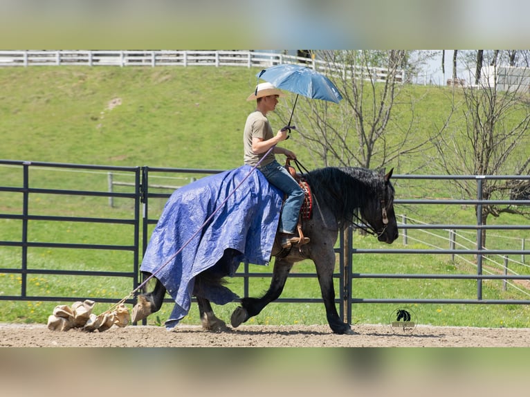 Draft Horse Mix Gelding 5 years Roan-Blue in Fredericksburg, OH