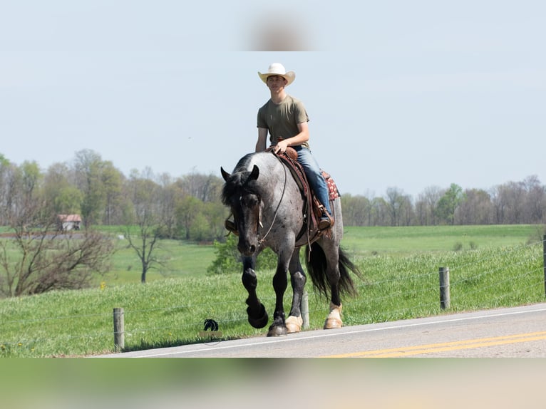 Draft Horse Mix Gelding 5 years Roan-Blue in Fredericksburg, OH