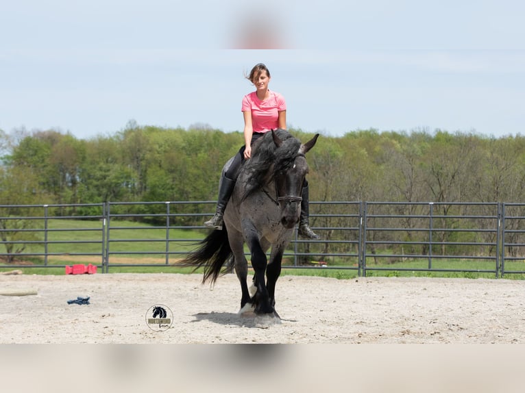 Draft Horse Mix Gelding 5 years Roan-Blue in Fredericksburg, OH