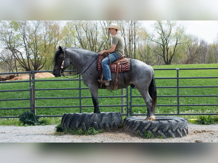 Draft Horse Mix Gelding 5 years Roan-Blue in Fredericksburg, OH