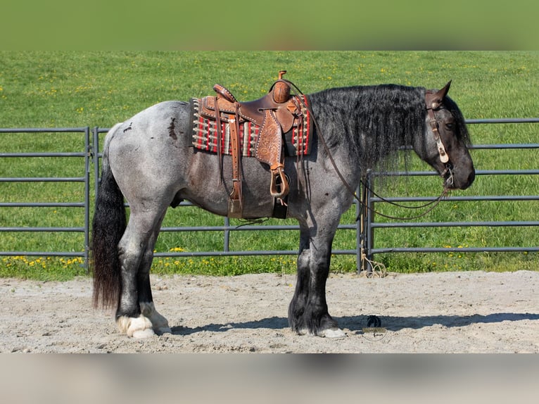 Draft Horse Mix Gelding 5 years Roan-Blue in Fredericksburg, OH