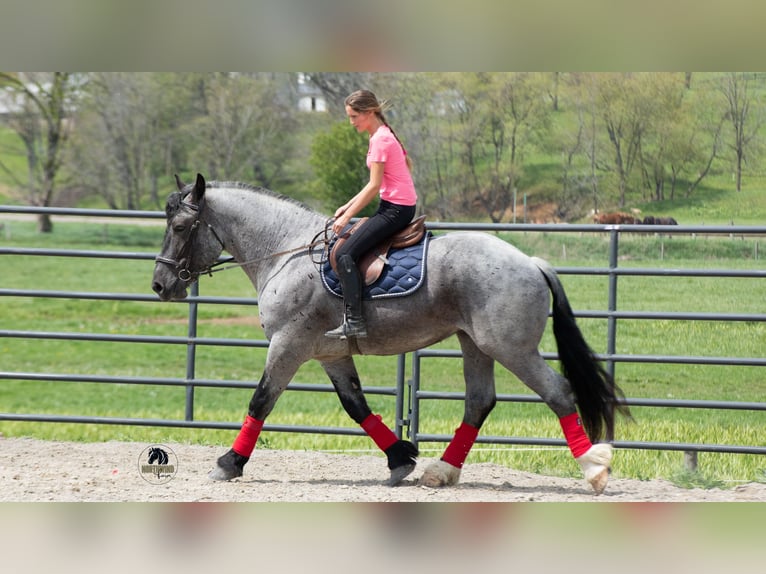 Draft Horse Mix Gelding 5 years Roan-Blue in Fredericksburg, OH