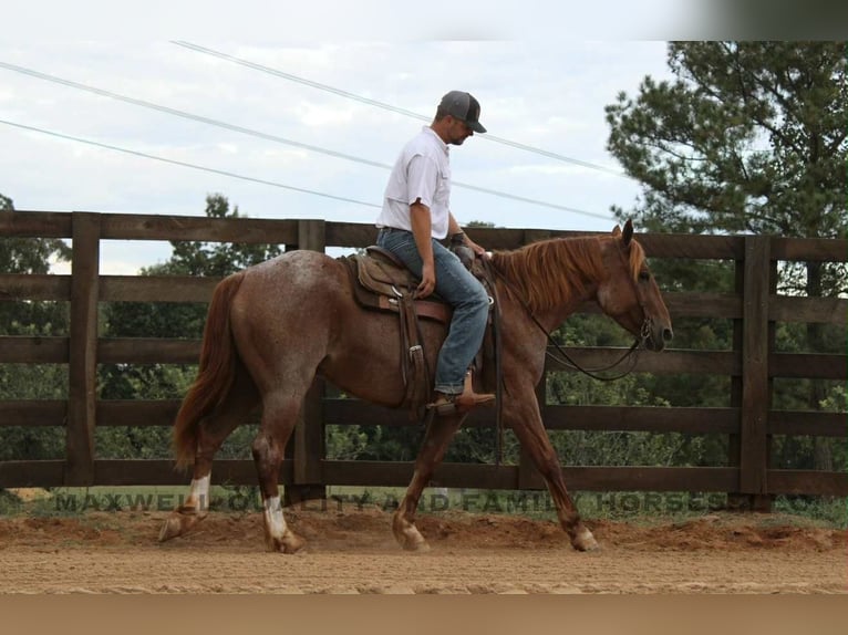 Draft Horse Gelding 5 years Roan-Red in Cherryville NC