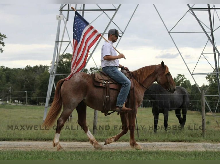 Draft Horse Gelding 5 years Roan-Red in Cherryville NC