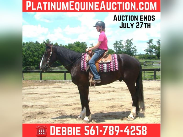 Draft Horse Gelding 5 years Tobiano-all-colors in Lexington, Ky