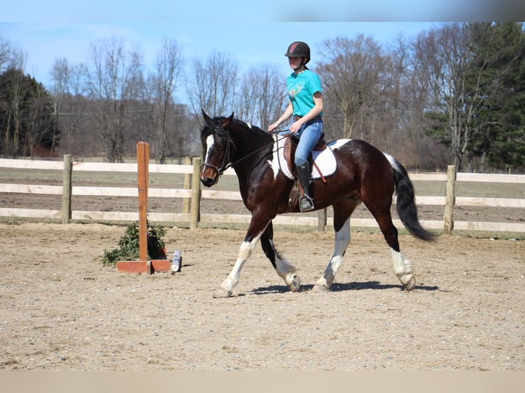 Draft Horse Gelding 5 years Tobiano-all-colors in Howell, MI