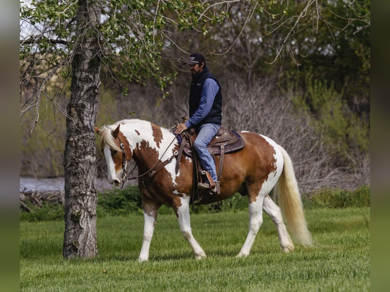Draft Horse Mix Gelding 5 years  in New Plymouth, ID